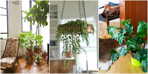 Inspiring 15 Best Indoor Plants Good Inside Plants For Small Space Gardening The Best Small House Plants With 3 Bedrooms Images